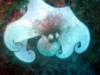 Caribbean Reef Octopus - Utila Island Honduras April 2008