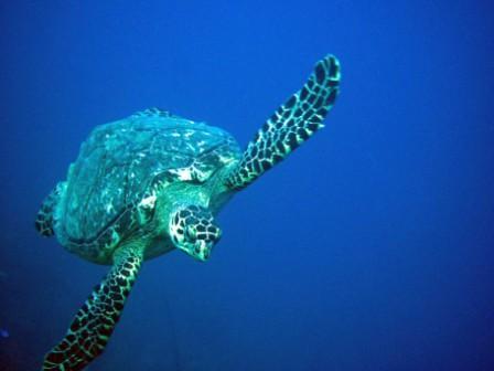Turtle - Utila Island Honduras - April 2008