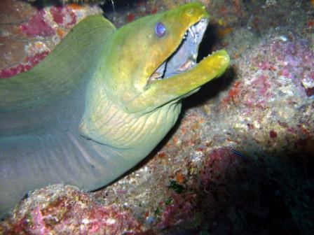 Green Moray Eel - Utila Island Honduras - April 2008