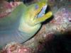 Green Moray Eel - Utila Island Honduras - April 2008