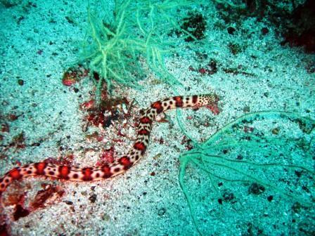 Red Banded Snake Eel - Depth 103ft - North Point - San Pedro Island - San Carlos, Mexico 06/08/08