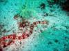 Red Banded Snake Eel - Depth 103ft - North Point - San Pedro Island - San Carlos, Mexico 06/08/08