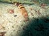 Red Banded Snake Eel - North Point - San Pedro Island - San Carlos, Mexico 06/08/08