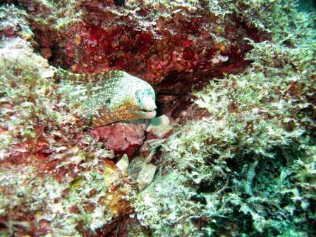 Eel - North Point - San Pedro Island - San Carlos, Mexico 06/08/08