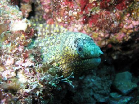 Eel - North Point - San Pedro Island - San Carlos, Mexico 06/08/08