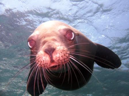 Seal - My Son Took this one -  - Light House - San Pedro Island - San Carlos, Mexico 06/08/08