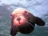 Seal - My Son Took this one -  - Light House - San Pedro Island - San Carlos, Mexico 06/08/08