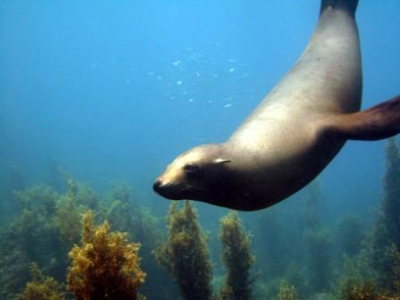 Seal - Light House - San Pedro Island - San Carlos, Mexico 06/08/08