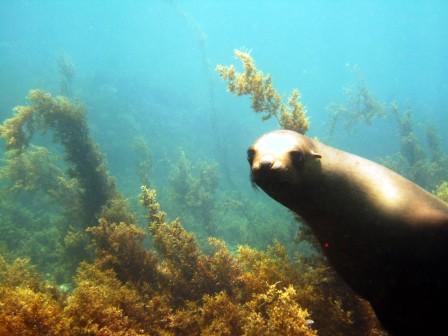 Seal - Light House - San Pedro Island - San Carlos, Mexico 06/08/08