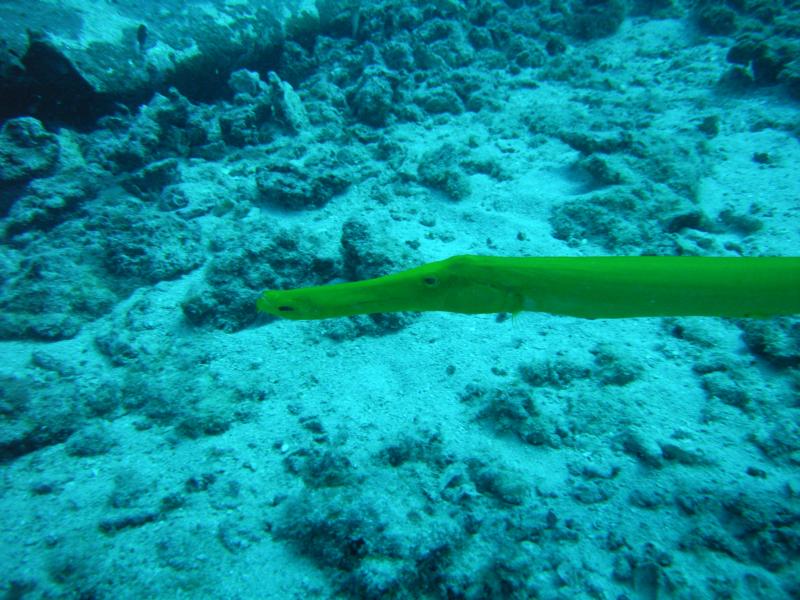 Near plane wreck off Oahu