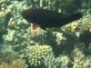 Parrot Fish