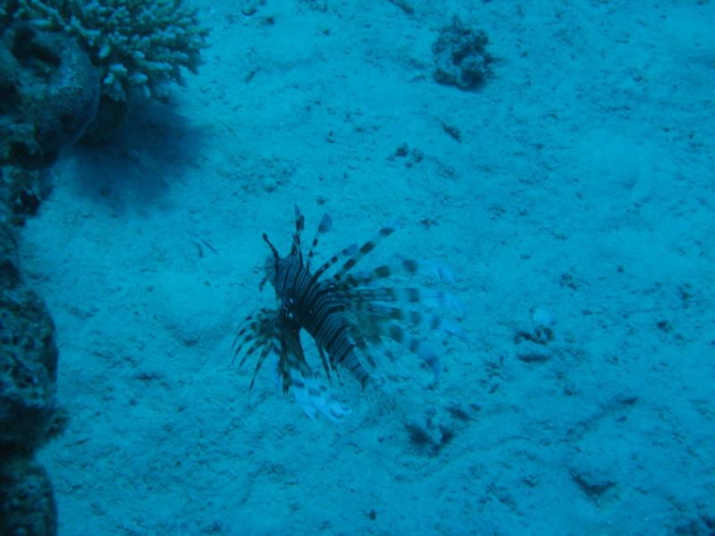 Lion Fish