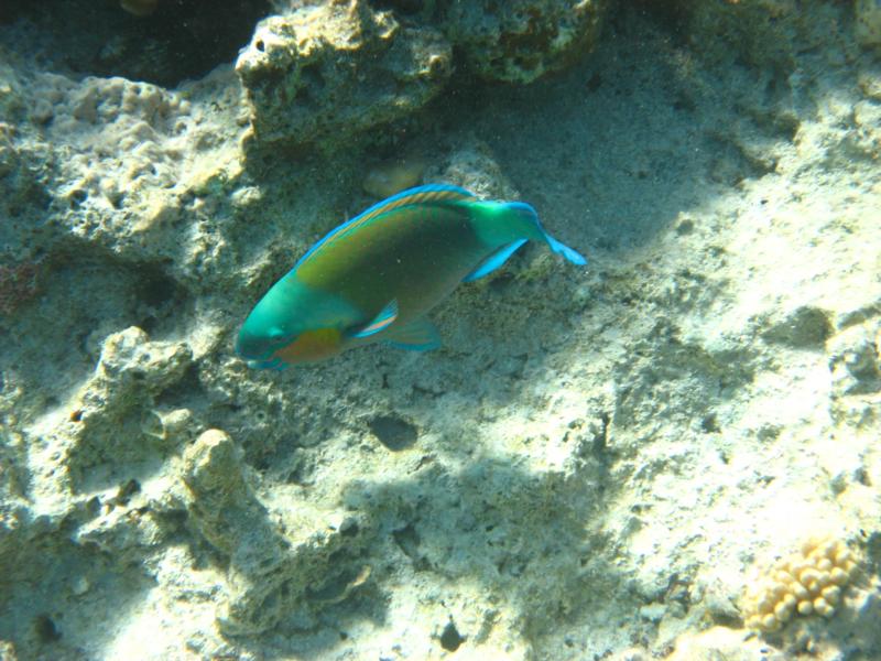 Colourful Parrot Fish