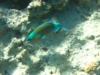 Colourful Parrot Fish