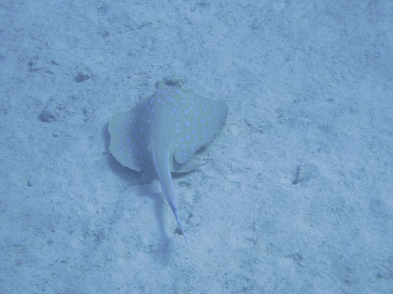 Blue Spotted Ray