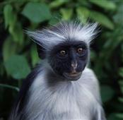 Red Colebus Monkey on Zanzibar, east African coastal island