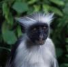 Red Colebus Monkey on Zanzibar, east African coastal island