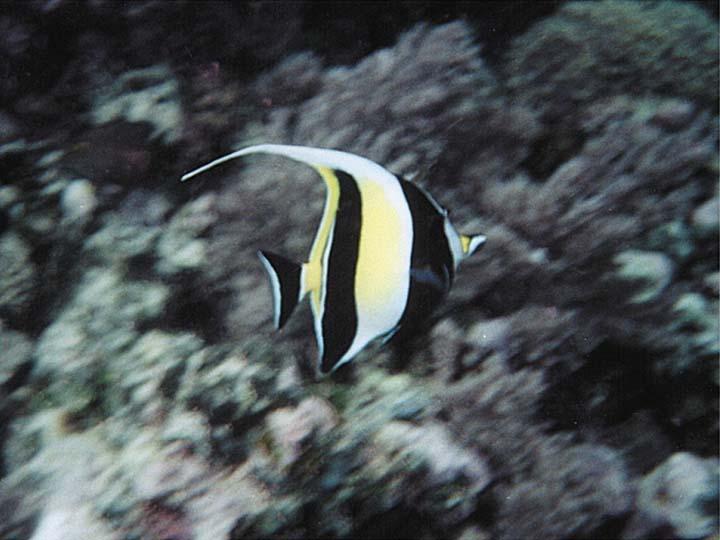 Moorish Idol, Zanzibar