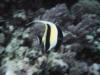 Moorish Idol, Zanzibar