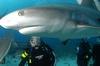 SHARK in Bahamas