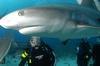 SHARK in Bahamas