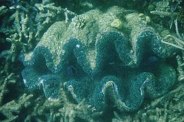 Giant Clam GBR