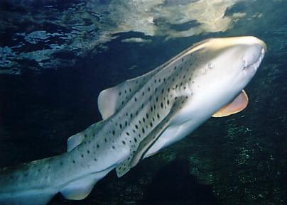 Shark in GBR
