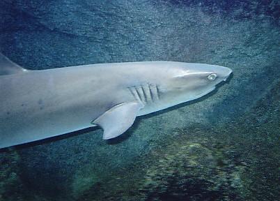 Shark in GBR