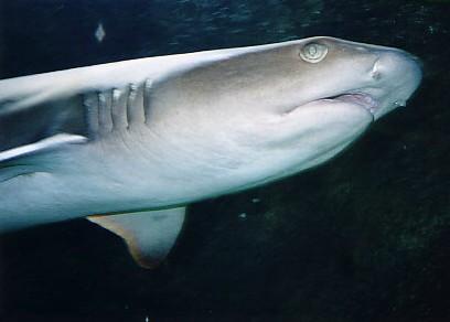 Shark in GBR