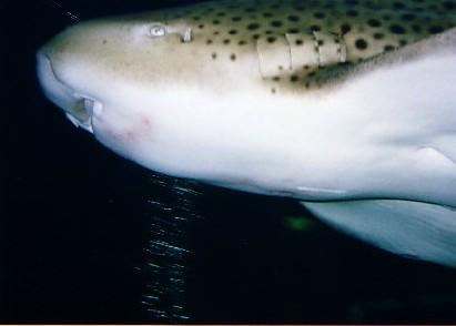 Shark in GBR