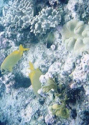 GBR