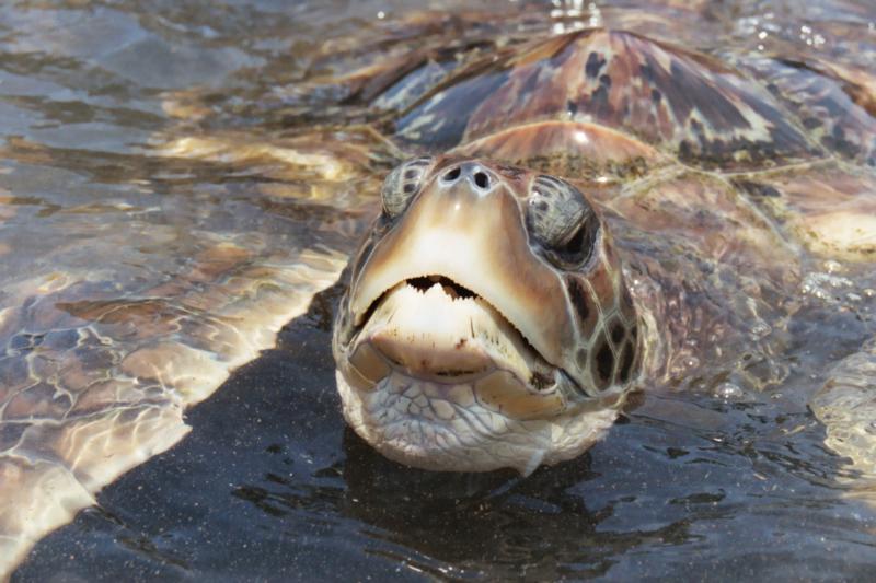 Grand Cayman Turtle