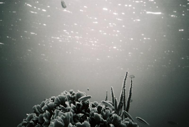 Belize Reef