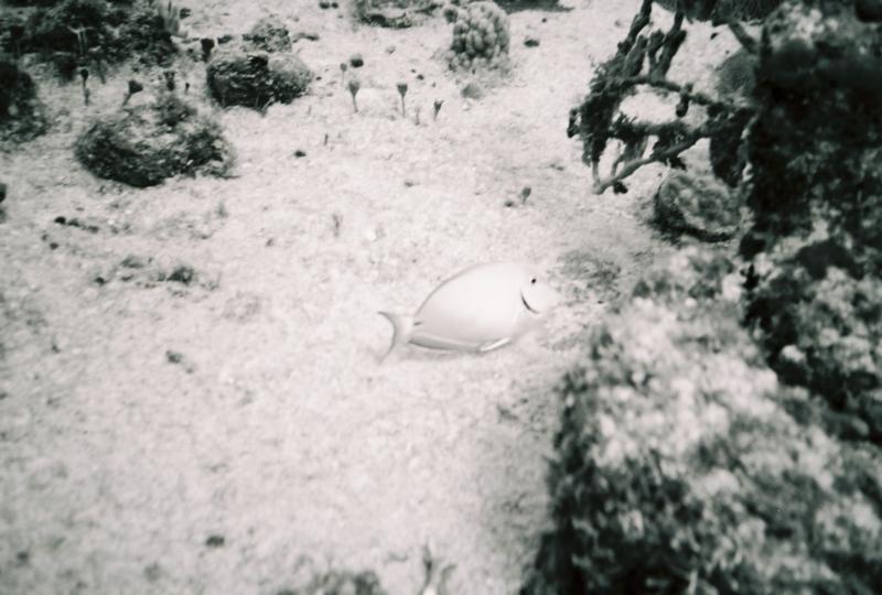 Belize B&W Fish