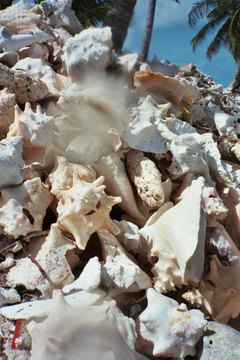Shells in Belize