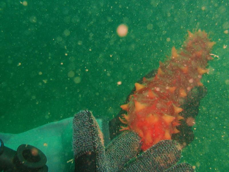 Sea Cucumber