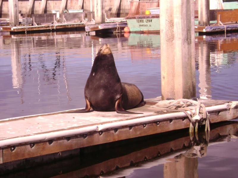 guardian of pier