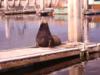 guardian of pier