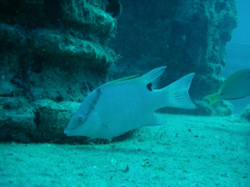 Neptune Fish