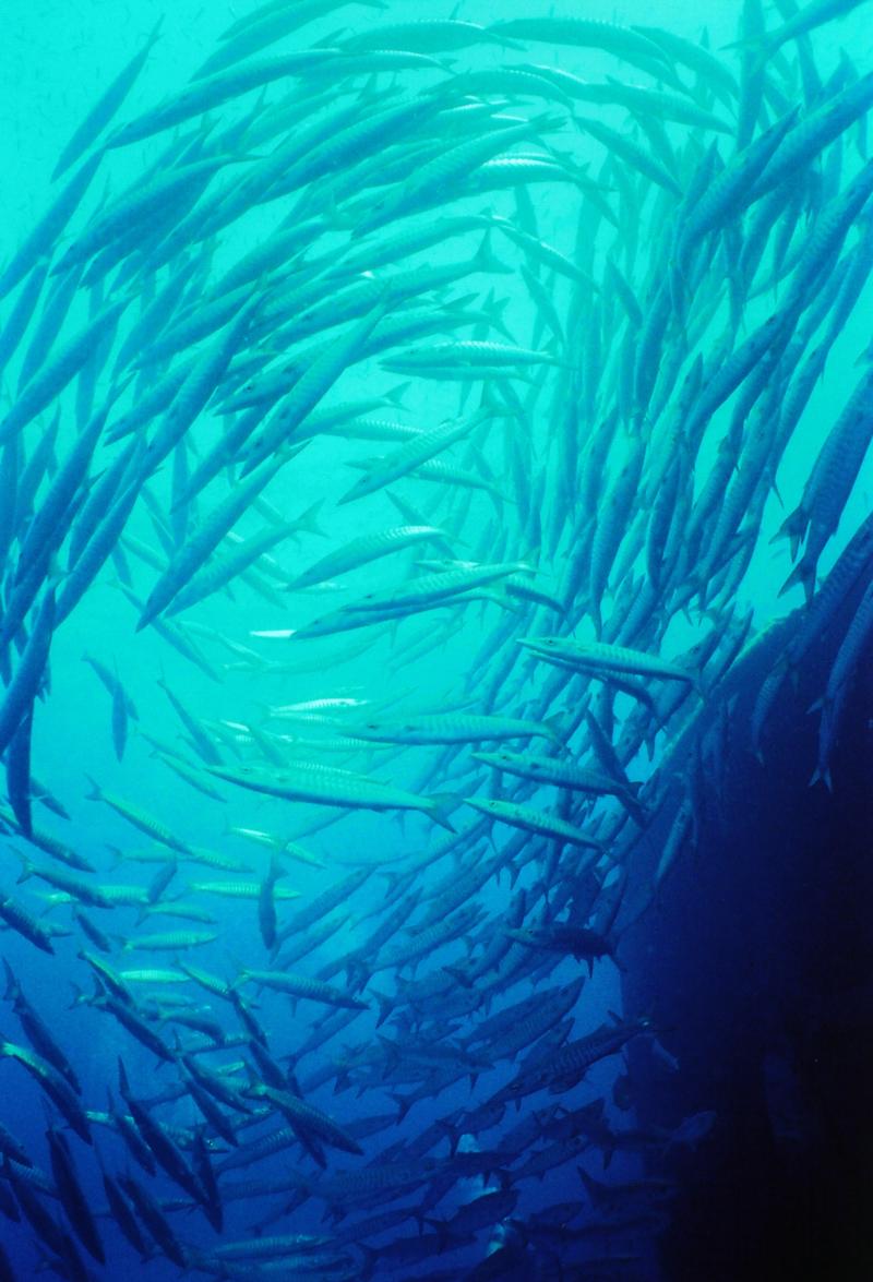 Barracuda Thistlegrom 2