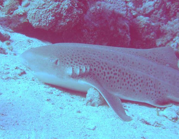 Lemmon Shark Maqna