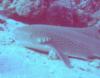 Lemmon Shark Maqna