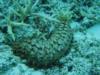 sea cucumber