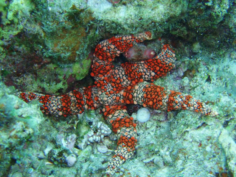 sea star