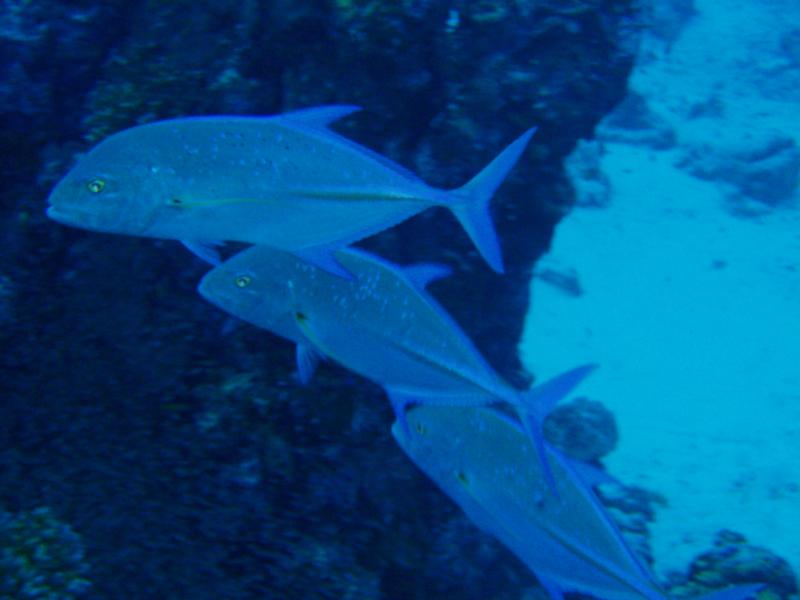 fish