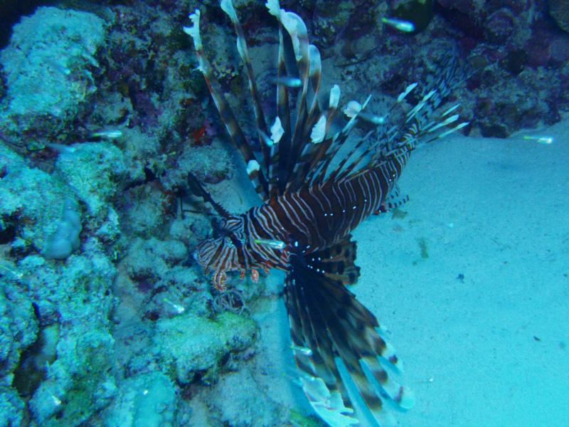 lion fish