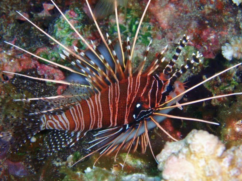 lion fish