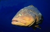 grouper