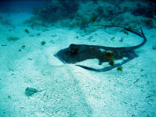 Key Largo Ray