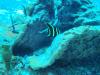 Immature Grey Angelfish